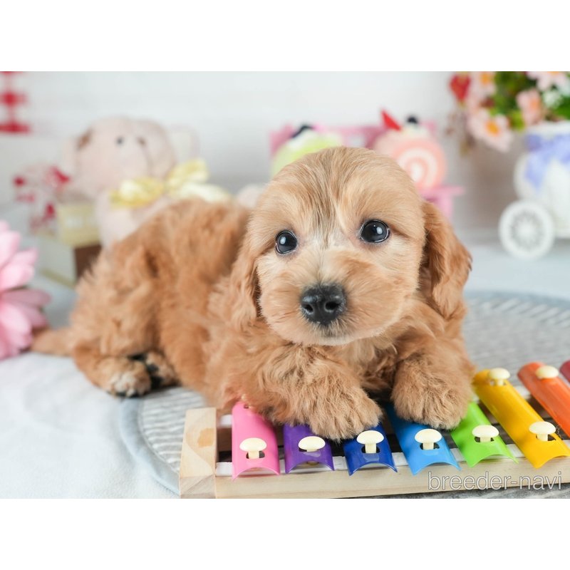 販売中の茨城県のミックス犬-398400の5枚目
