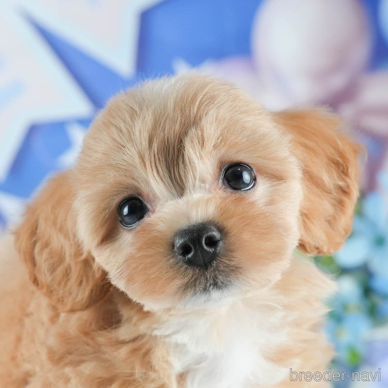 販売中の茨城県のミックス犬-398399の1枚目