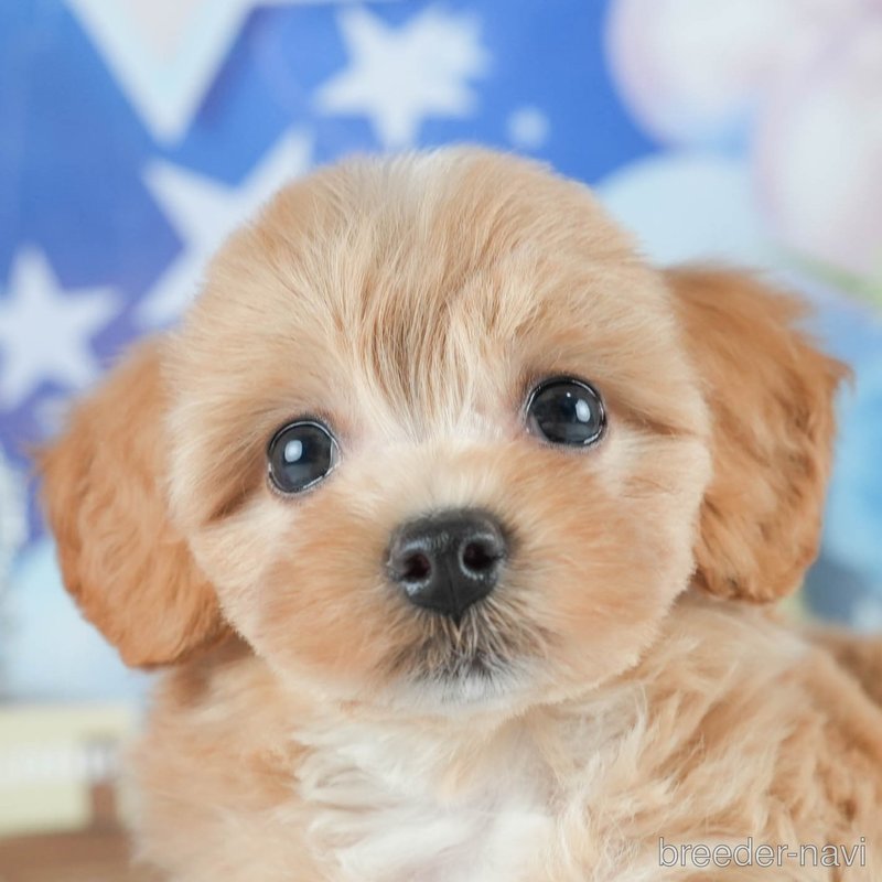 販売中の茨城県のミックス犬-398399の7枚目