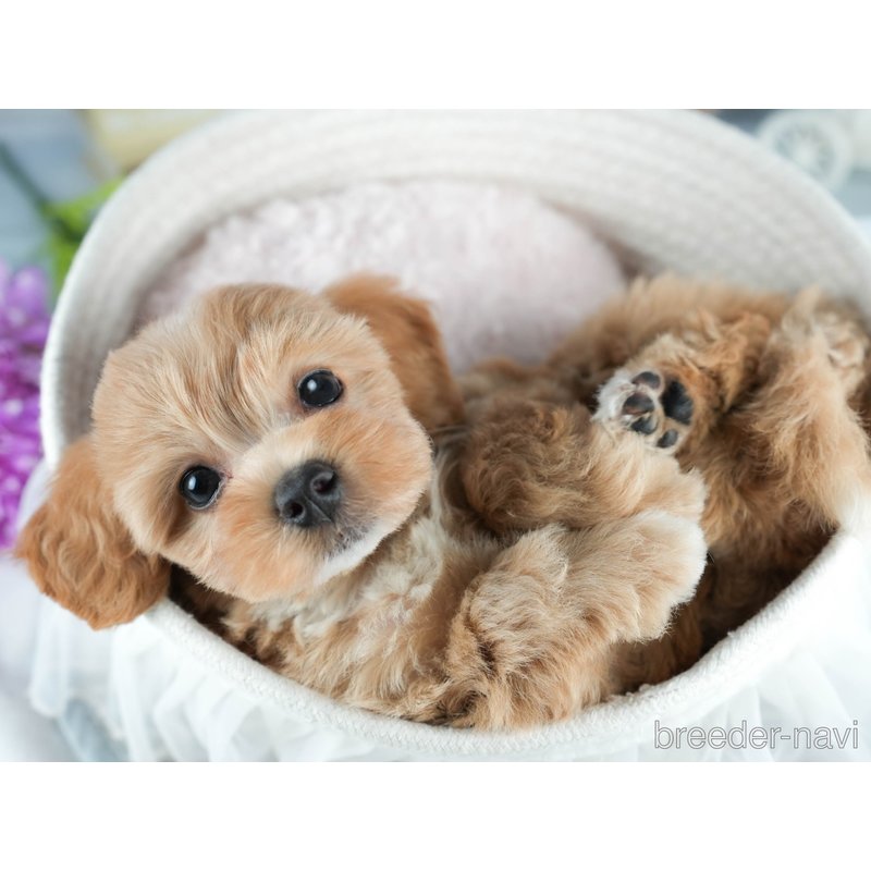 販売中の茨城県のミックス犬-398399の8枚目