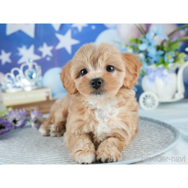 販売中の茨城県のミックス犬-398399の3枚目