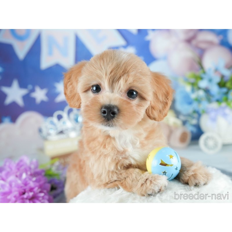 販売中の茨城県のミックス犬-398399の4枚目