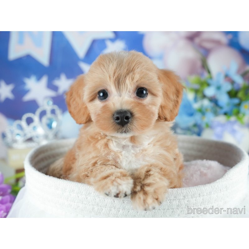 販売中の茨城県のミックス犬-398399の5枚目