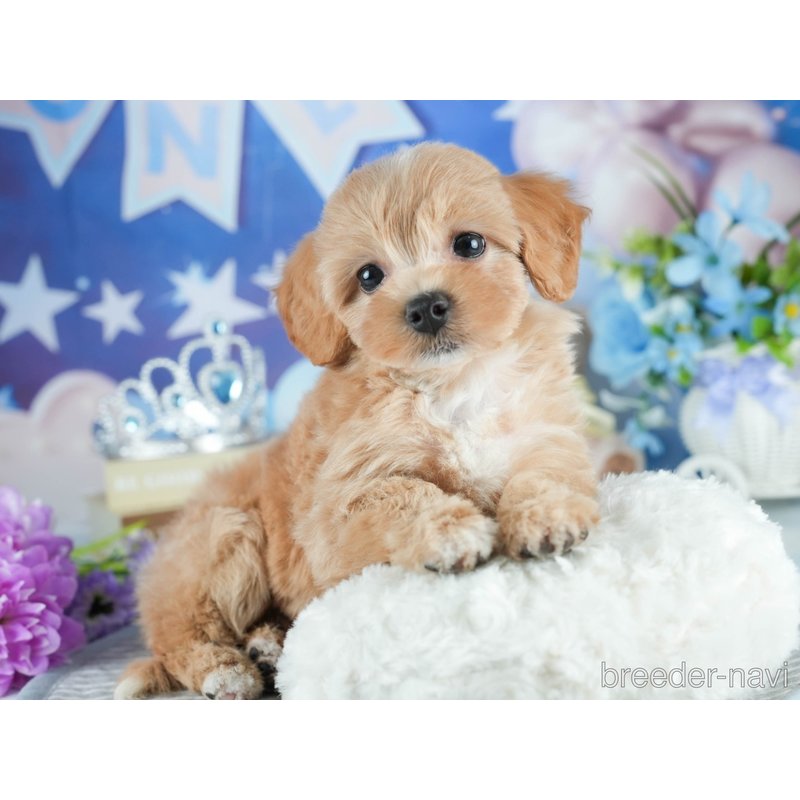 販売中の茨城県のミックス犬-398399の6枚目