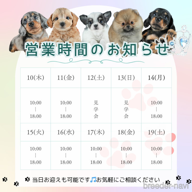 販売中の茨城県のミックス犬-398395の12枚目