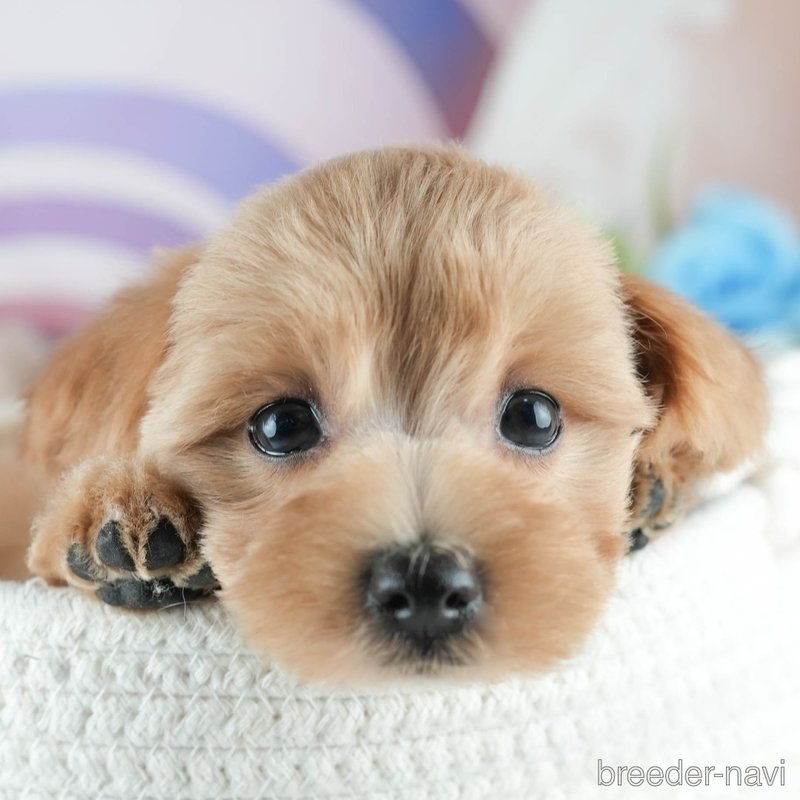 販売中の茨城県のミックス犬-398395の1枚目