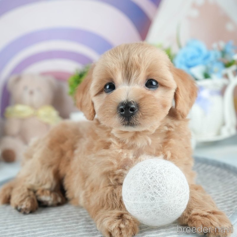 販売中の茨城県のミックス犬-398395の5枚目