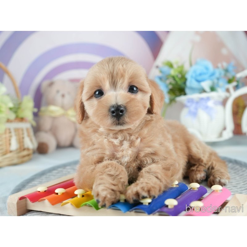 販売中の茨城県のミックス犬-398395の6枚目