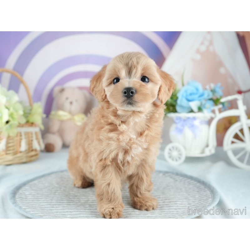販売中の茨城県のミックス犬-398395の7枚目