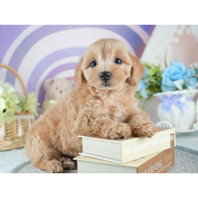 販売中の茨城県のミックス犬-398395の8枚目
