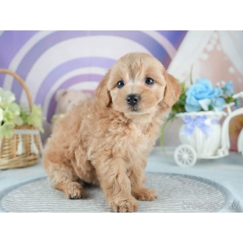 販売中の茨城県のミックス犬-398395の4枚目