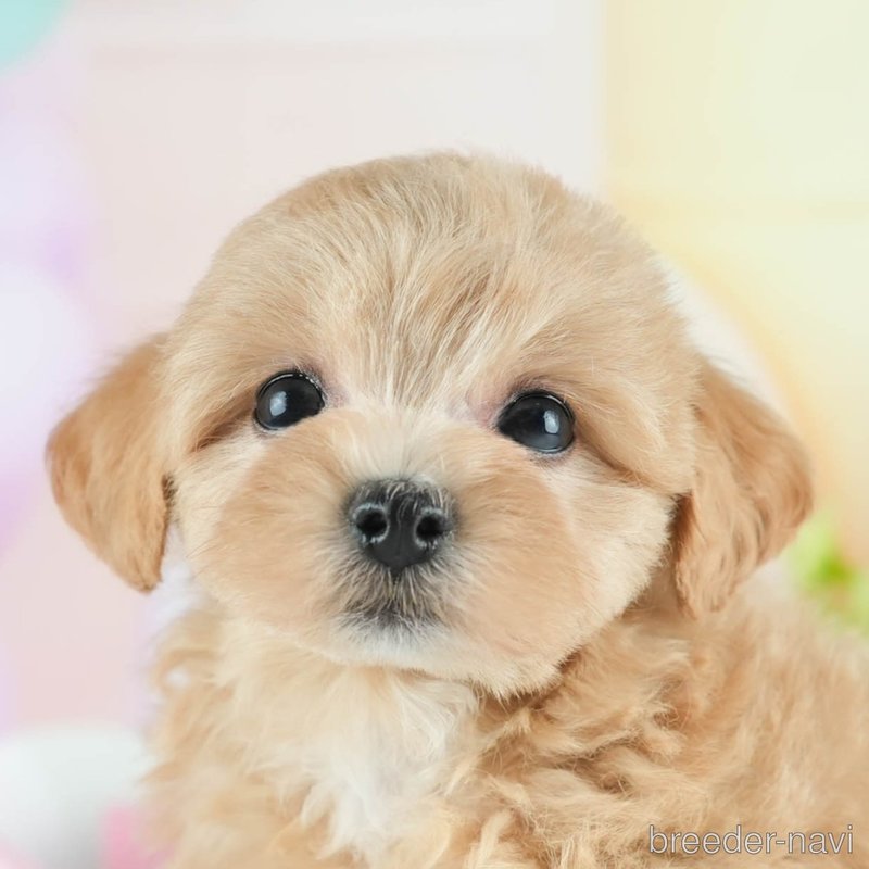 販売中の茨城県のミックス犬-398393の1枚目