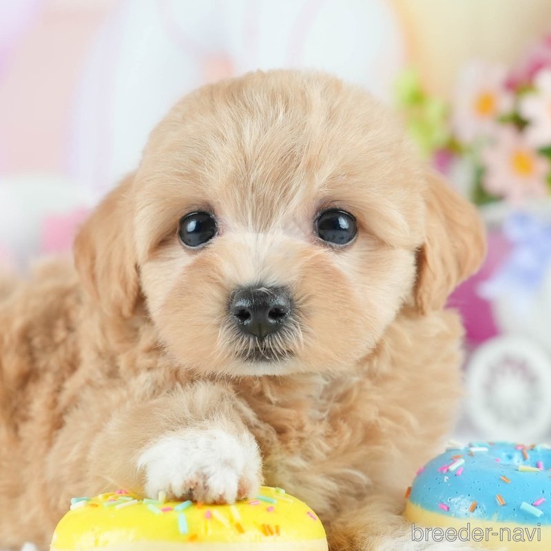 販売中の茨城県のミックス犬-398393の3枚目