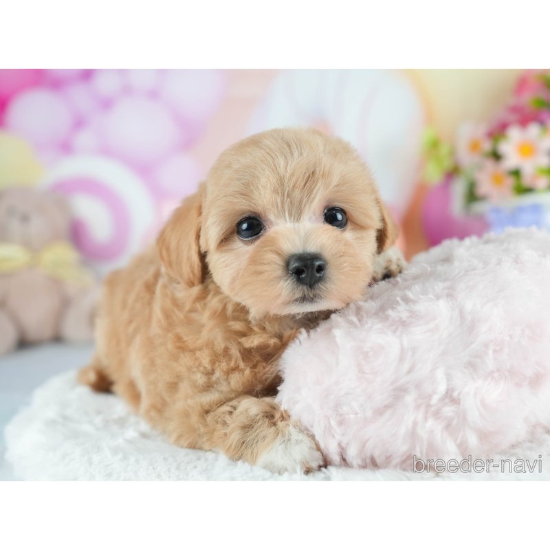 販売中の茨城県のミックス犬-398393の5枚目