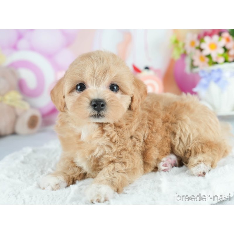 販売中の茨城県のミックス犬-398393の4枚目