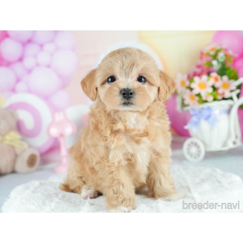 販売中の茨城県のミックス犬-398393の7枚目