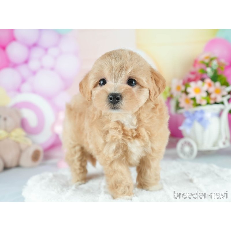 販売中の茨城県のミックス犬-398393の6枚目