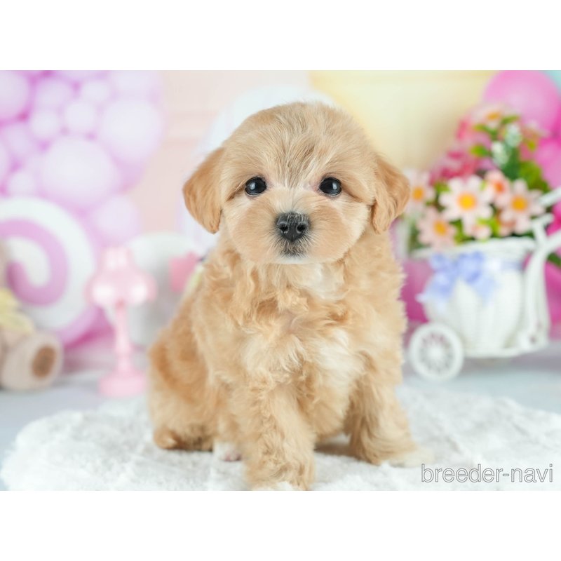 販売中の茨城県のミックス犬-398393の8枚目
