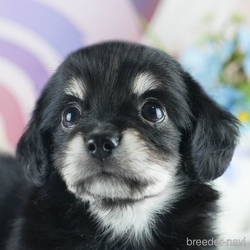 販売中の茨城県のミックス犬-398380の1枚目