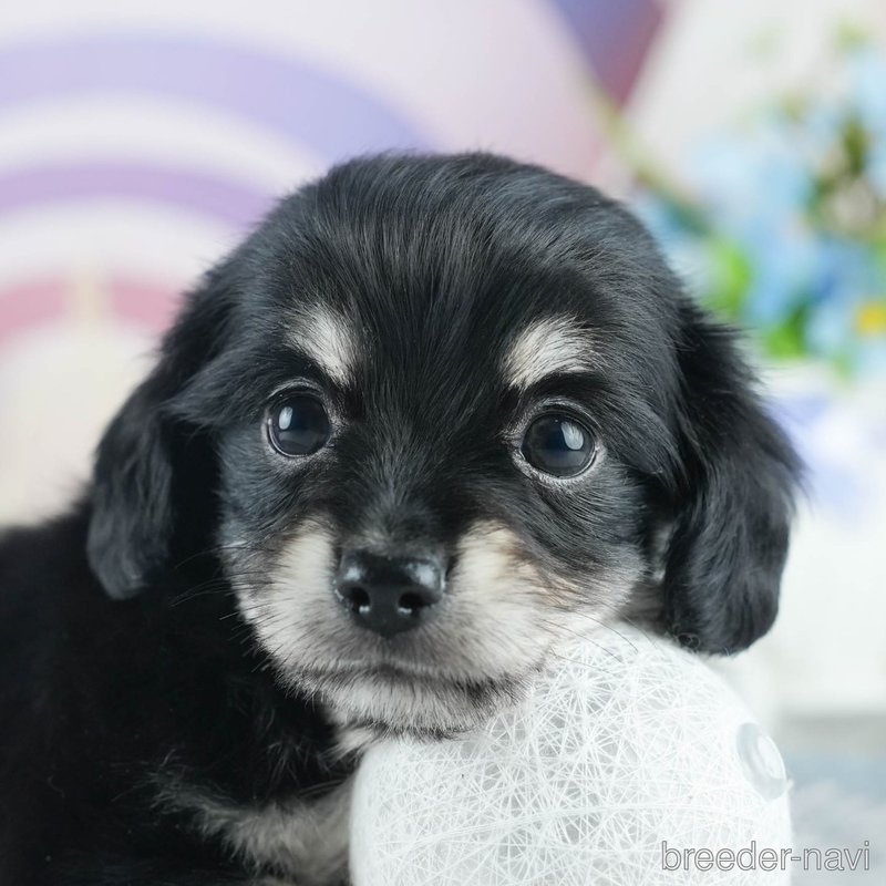 販売中の茨城県のミックス犬-398380の8枚目