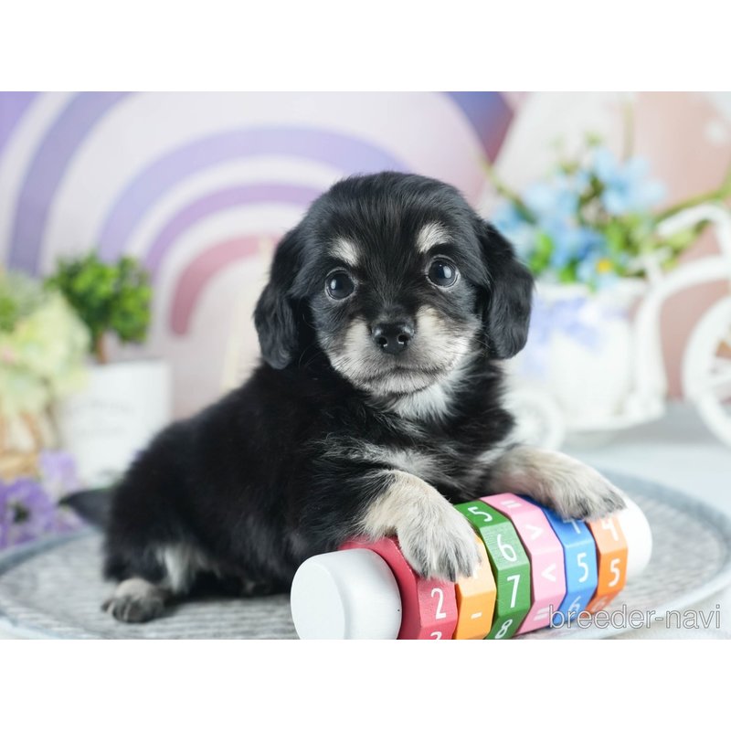 販売中の茨城県のミックス犬-398380の5枚目
