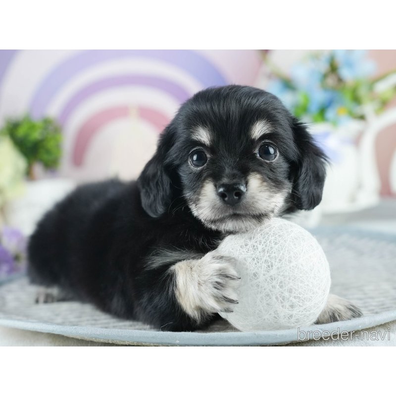 販売中の茨城県のミックス犬-398380の4枚目