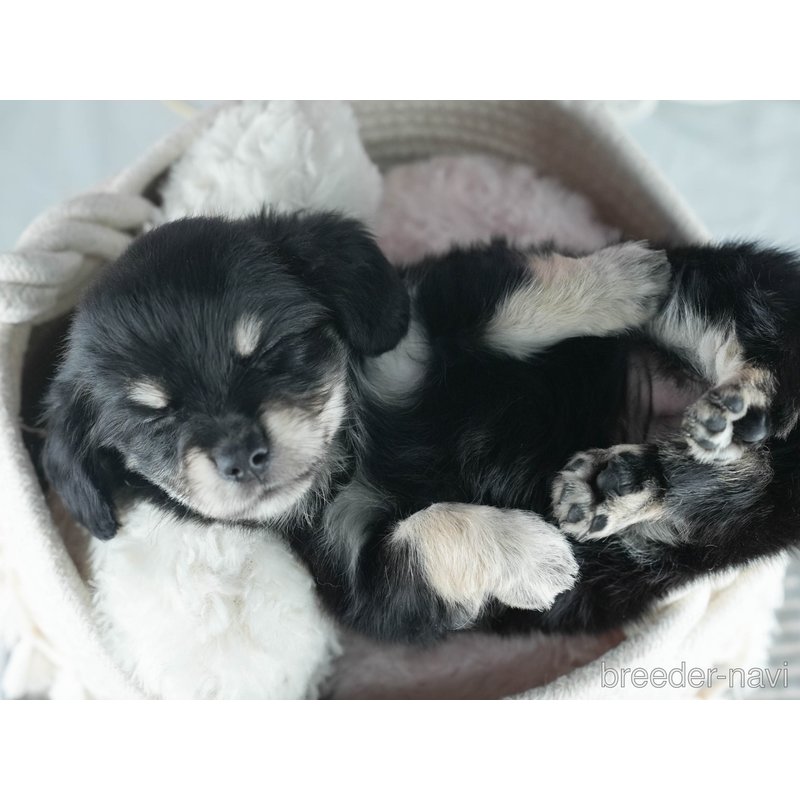 販売中の茨城県のミックス犬-398380の6枚目