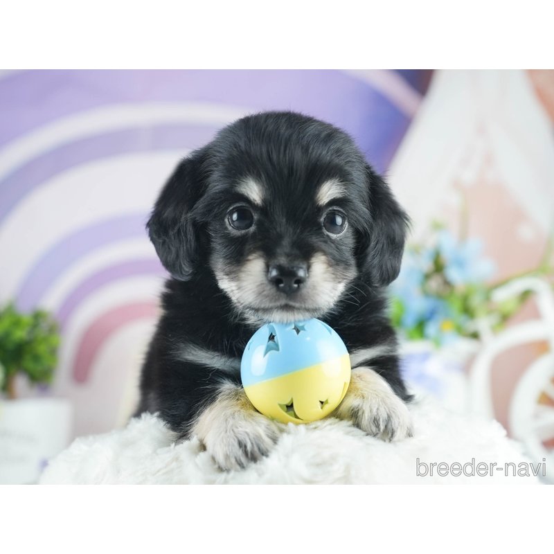 販売中の茨城県のミックス犬-398380の3枚目