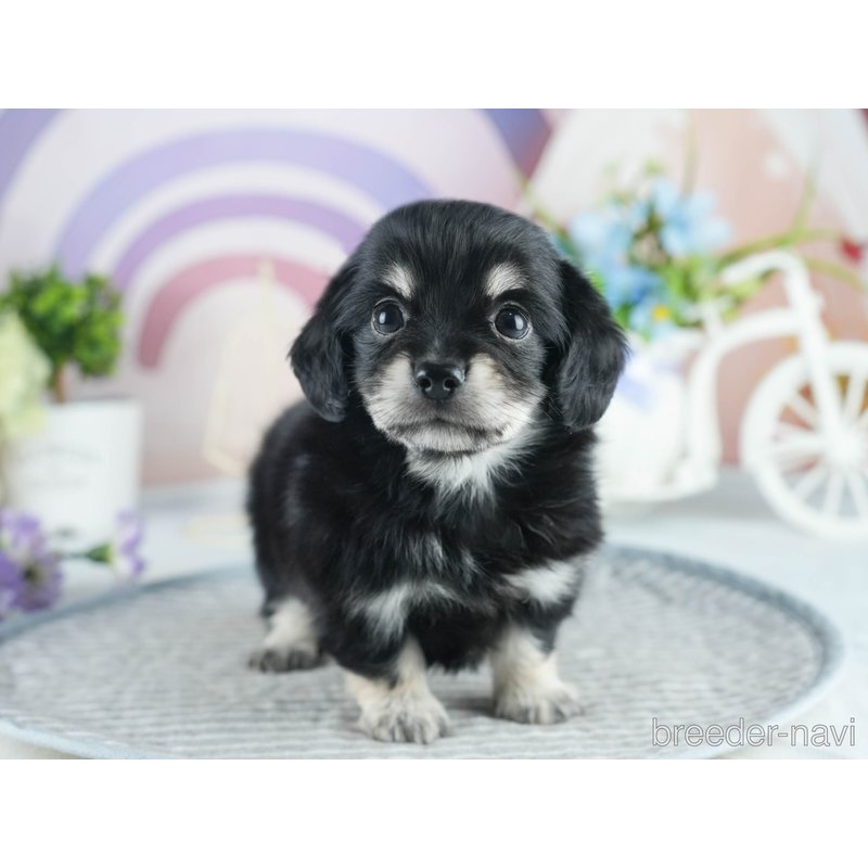 販売中の茨城県のミックス犬-398380の7枚目