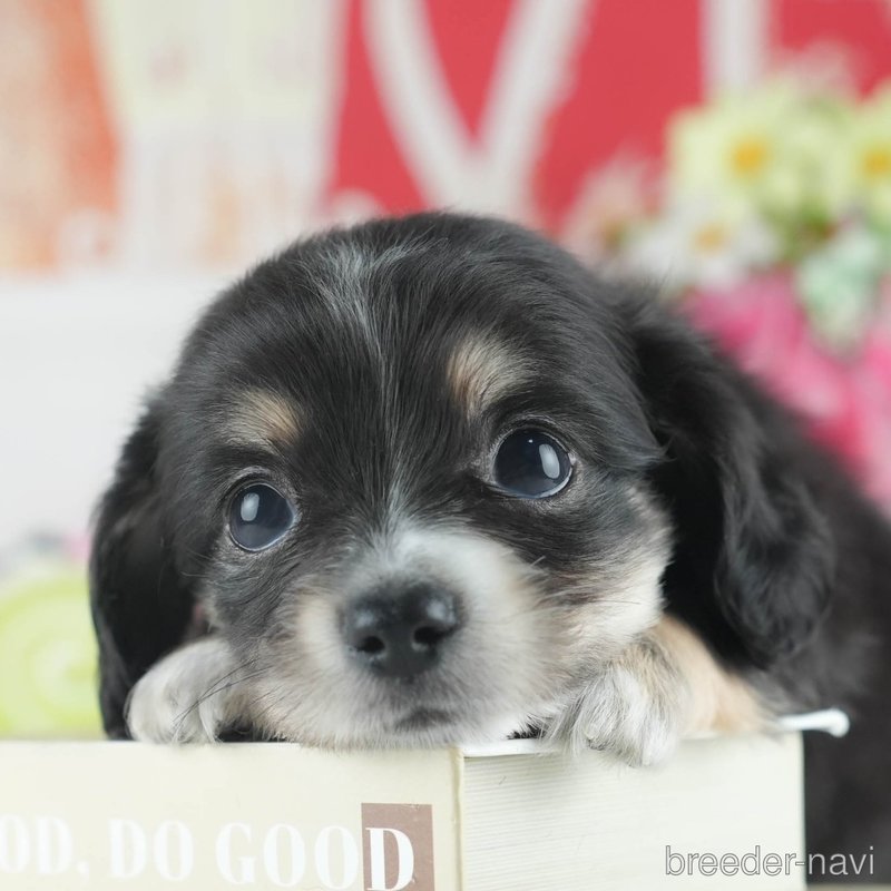 販売中の茨城県のミックス犬-398375の1枚目