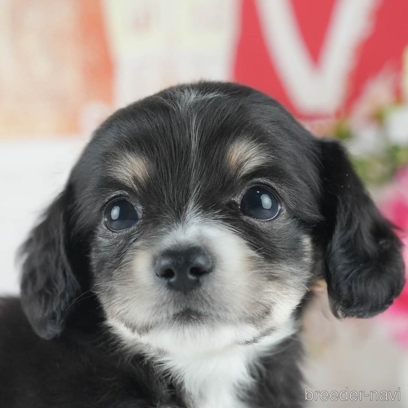 販売中の茨城県のミックス犬-398375の3枚目