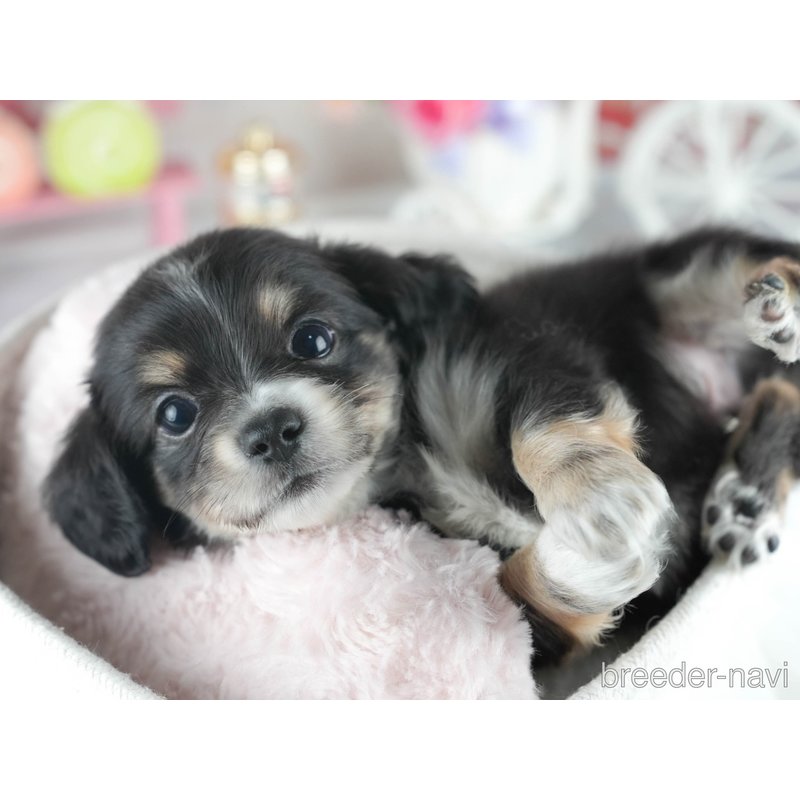 販売中の茨城県のミックス犬-398375の4枚目