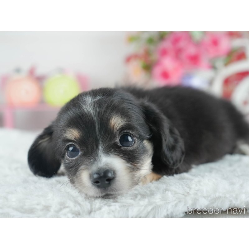 販売中の茨城県のミックス犬-398375の5枚目