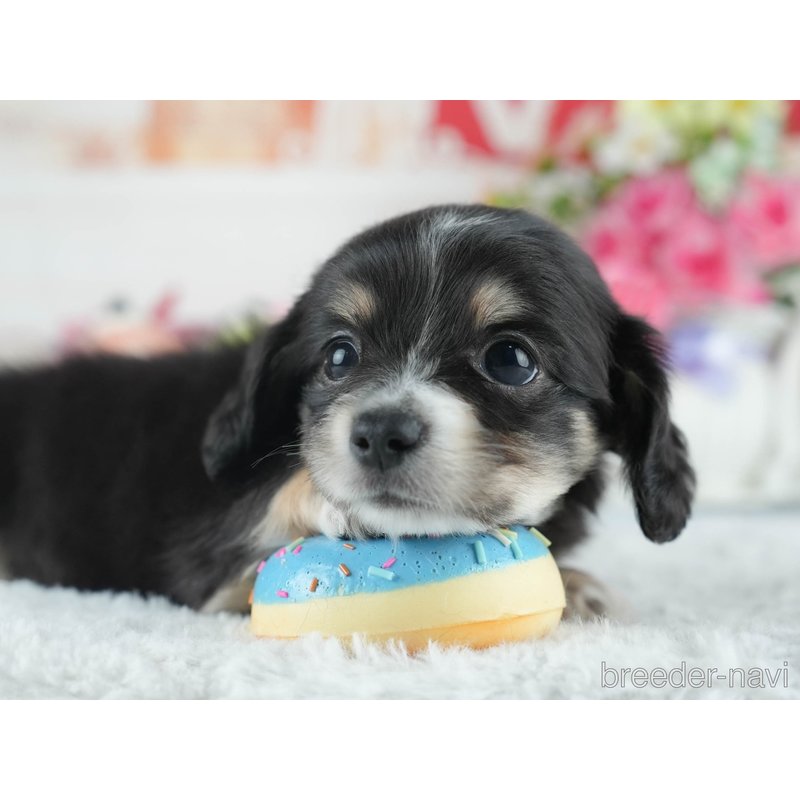 販売中の茨城県のミックス犬-398375の6枚目