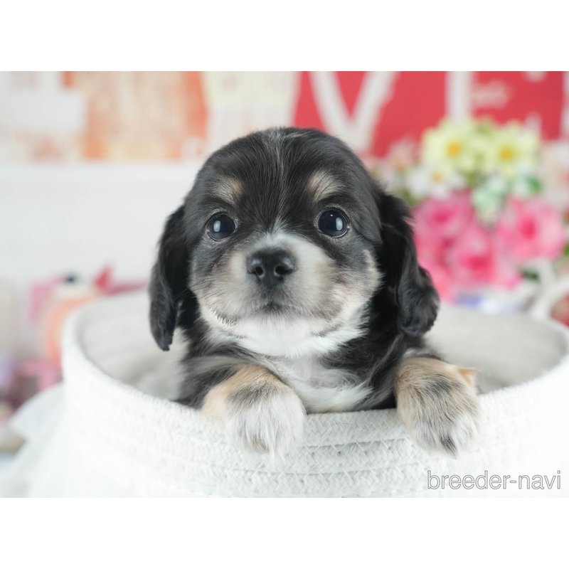 販売中の茨城県のミックス犬-398375の7枚目