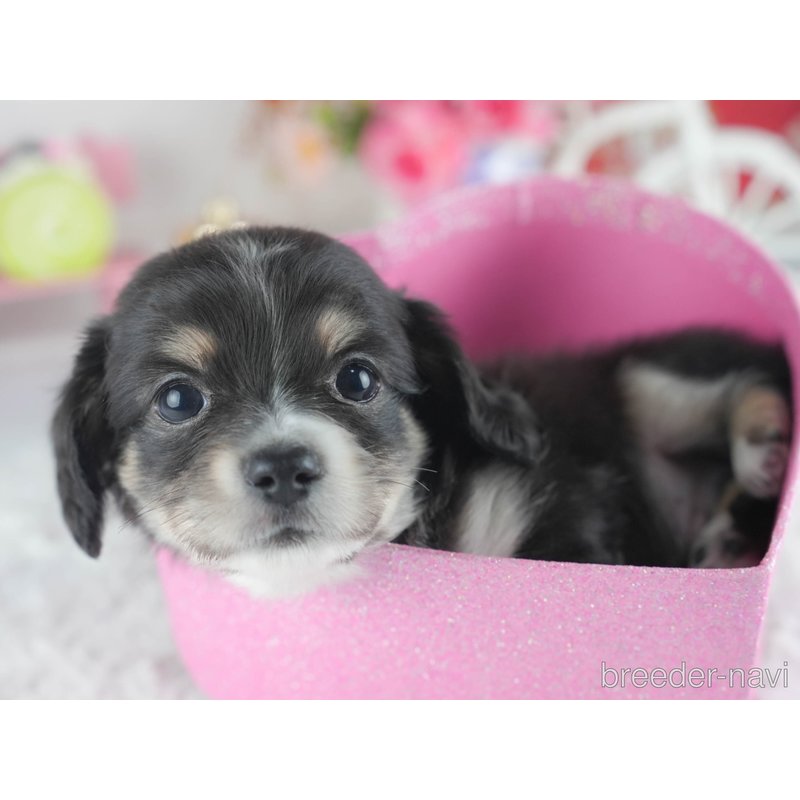 販売中の茨城県のミックス犬-398375の8枚目