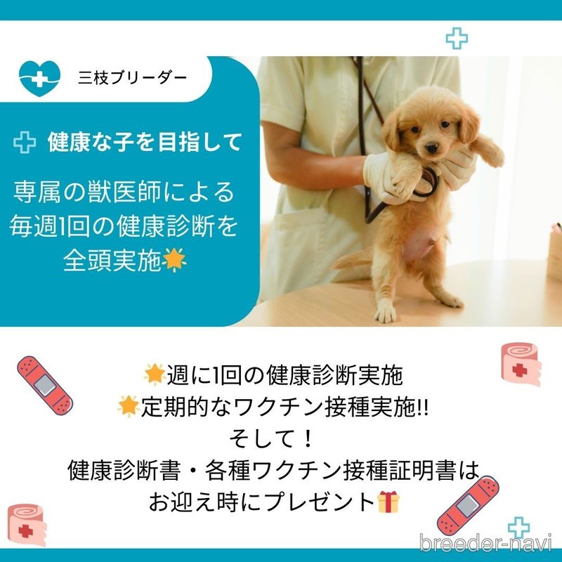 販売中の神奈川県のタイニープードル-398673の17枚目