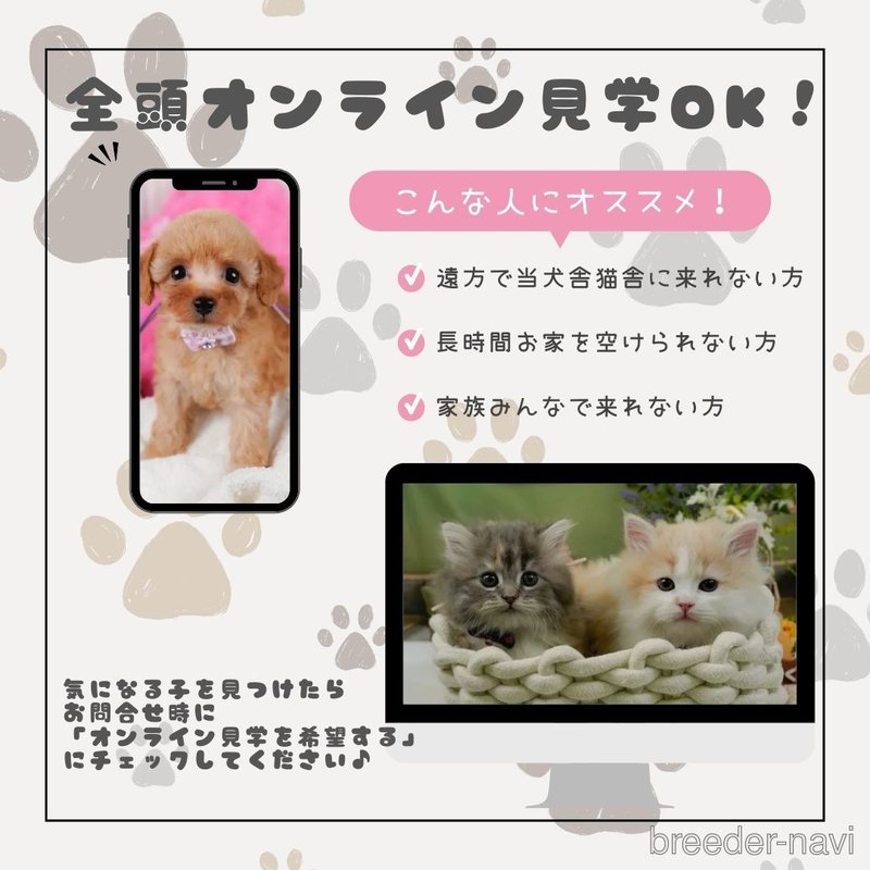 販売中の神奈川県のタイニープードル-398673の16枚目