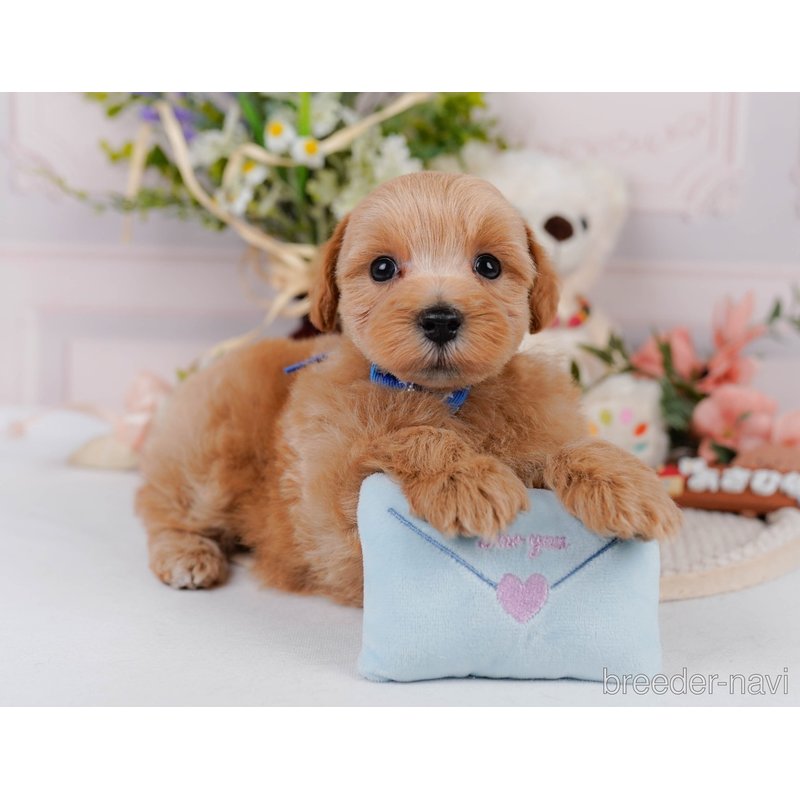 販売中の神奈川県のマルプー:マルチーズ×トイプードル-398756の8枚目