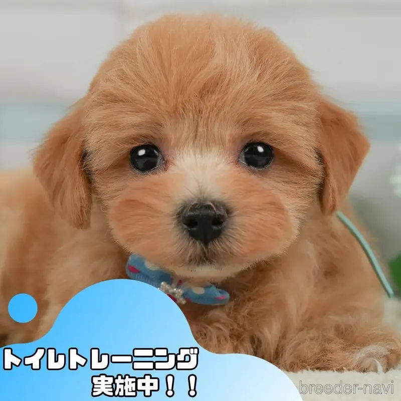 販売中の静岡県のマルプー:マルチーズ×トイプードル-398975