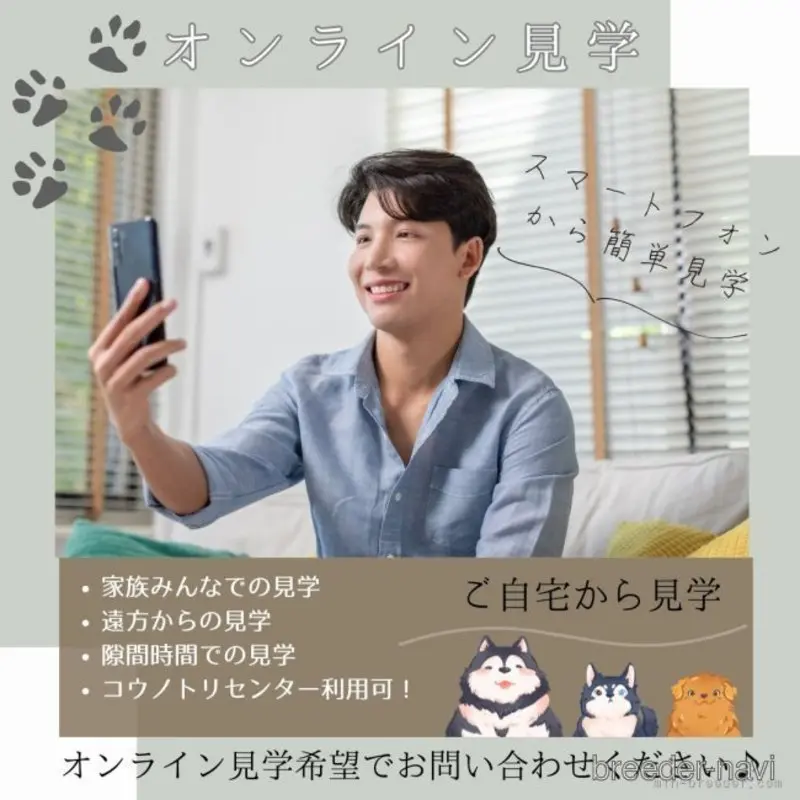 販売中の静岡県のマルプー:マルチーズ×トイプードル-398976の15枚目