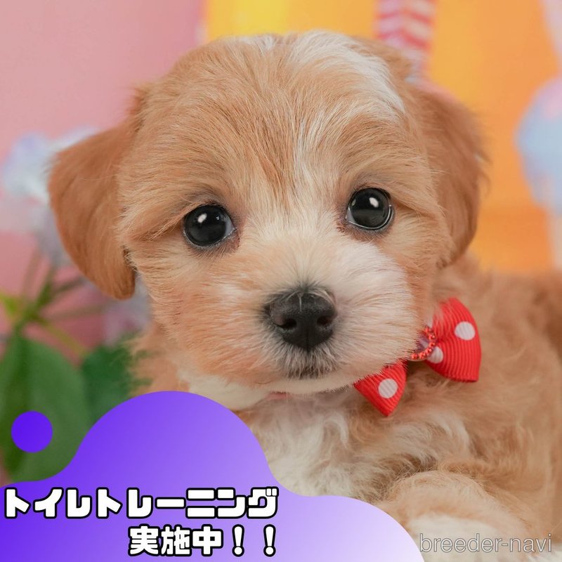 販売中の静岡県のマルプー:マルチーズ×トイプードル-398976の1枚目