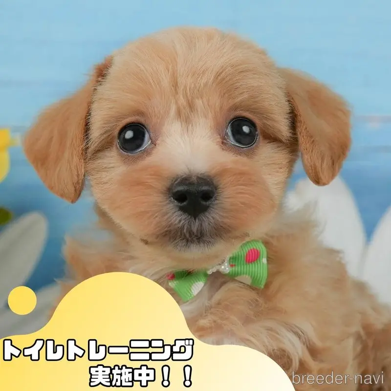 販売中の静岡県のマルプー:マルチーズ×トイプードル-398978の1枚目