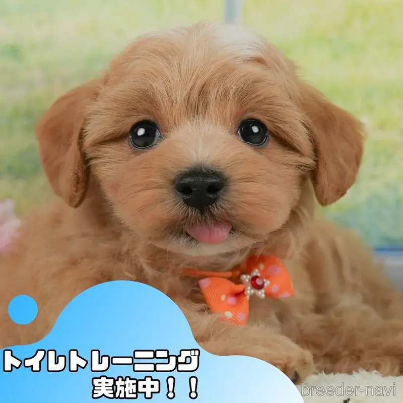 販売中の静岡県のマルプー:マルチーズ×トイプードル-398980