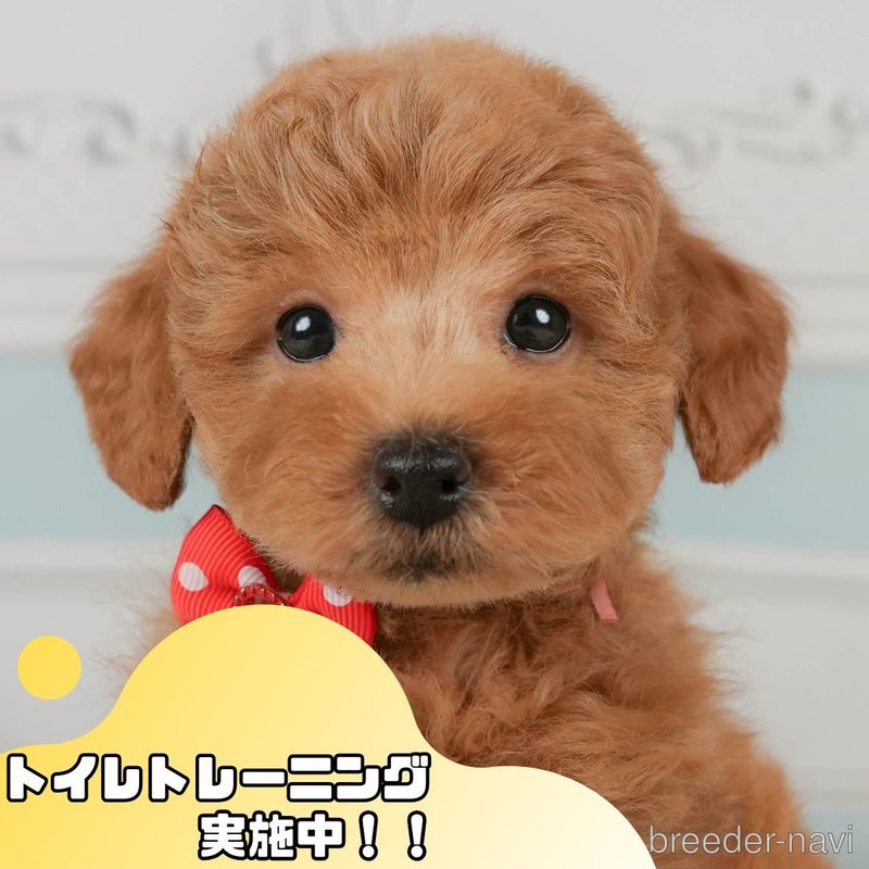 販売中の静岡県のトイプードル-398983