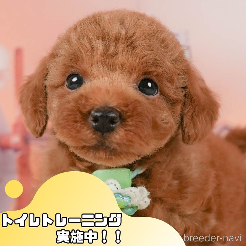 販売中の静岡県のトイプードル-398987