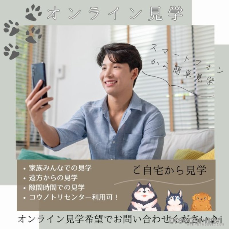販売中の静岡県のシーズー-398989の15枚目