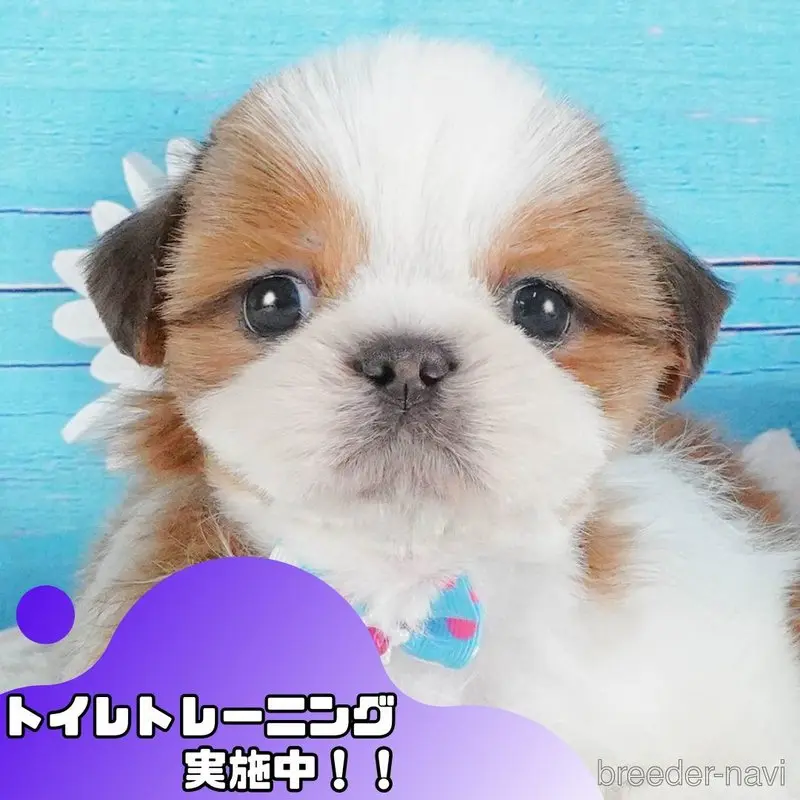 販売中の静岡県のシーズー-398989