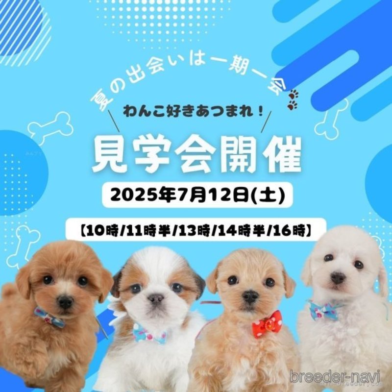販売中の静岡県のシーズー-398989の6枚目