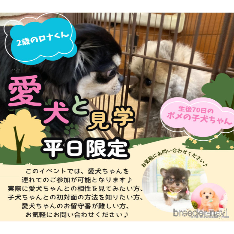 販売中の静岡県のシーズー-398990の16枚目